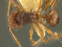 Acanthomyrmex-luciolaeHUMCZ001D4.jpg