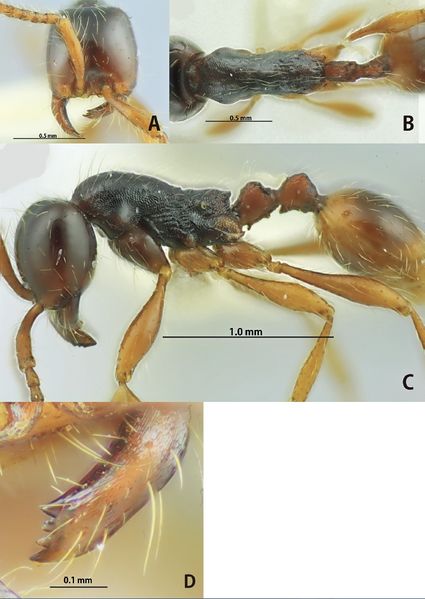 File:Aenictus Jaitrong and Yamane 13 Fig13.jpg