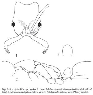 Anochetus bytinskii worker.jpg