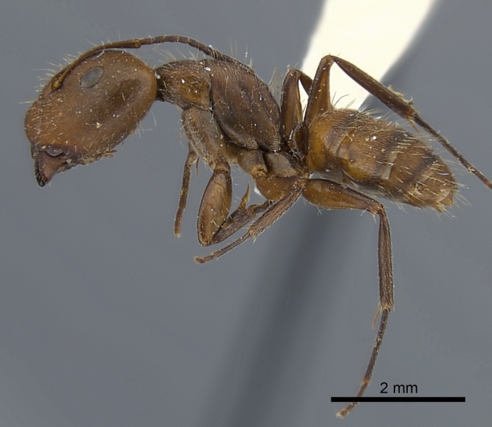 File:Camponotus cressoni casent0217638 p 1 high.jpg