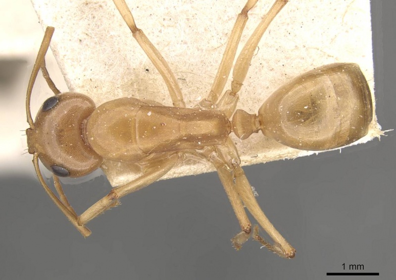 File:Camponotus cuneiscapus casent0910576 d 1 high.jpg