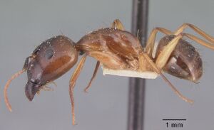 Camponotus hova boivini casent0101348 profile 1.jpg