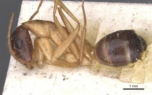 Camponotus tahatensis casent0912056 p 1 high.jpg