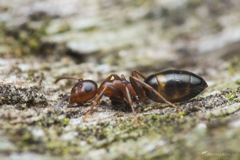 File:Colobopsis truncata, Michal Kukla.jpg