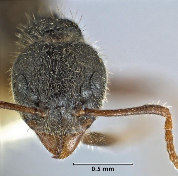 File:Dolichoderus bituberculatus ANIC32-014988 head 63-Antwiki.jpg