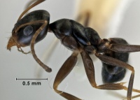 Iridomyrmex continentis side view