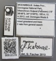 MCZ-ENT00512170 Pheidole cf katonae lbs.JPG