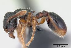 Myrmecina graminicola sinensis casent0070298 profile 1.jpg