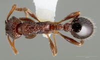 Myrmica punctinops D casent0005706.jpg