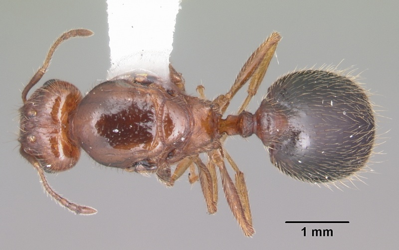 File:Pheidole dentata casent0103883 dorsal 1.jpg