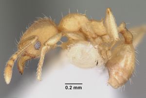 Pheidole floridana casent0104402 profile 1.jpg