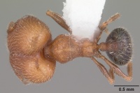 Pheidole littoralis casent0104404 dorsal 1.jpg