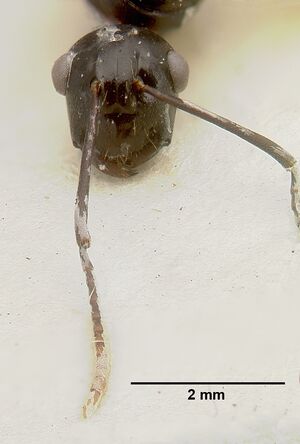 Polyrhachis rossi castype06945-01 head 2.jpg