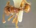 Pristomyrmex-costatusD3.2x.jpg