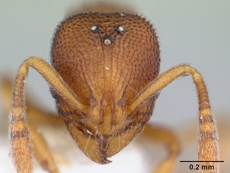 File:Rogeria scobinata casent0178170 head 1.jpg