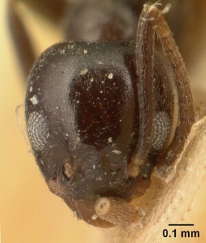 Technomyrmex difficilis casent0101078 head 1.jpg