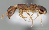 Temnothorax rudis casent0005689 profile 1.jpg