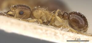 Tetramorium frigidum casent0901124 p 1 high.jpg