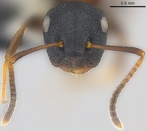 Camponotus fijianus casent0177590 h 2 high.jpg