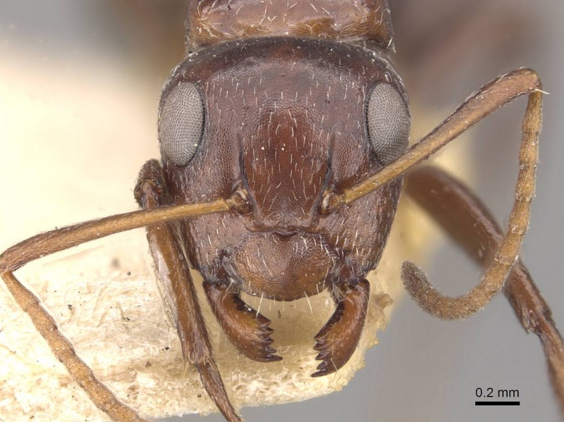 File:Camponotus ilgii casent0910497 h 1 high.jpg