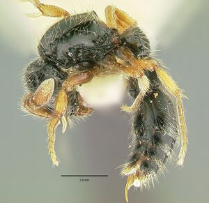 Cerapachys marginatus hal.jpg