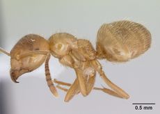 Lasius occidentalis casent0172699 profile 1.jpg