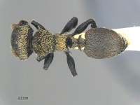 MCZ ENT Cephalotes auricomus had.jpg