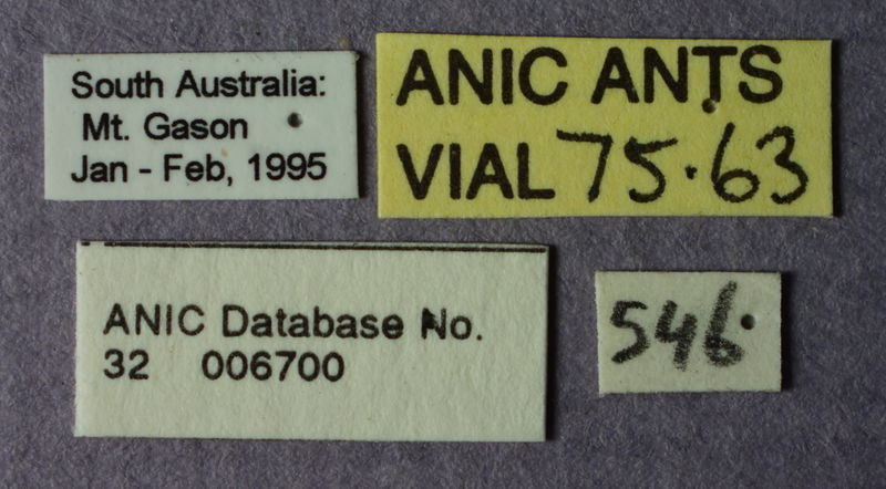File:Melophorus inconspicuus minor labels ANIC32-006700.JPG
