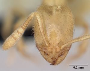 Monomorium modestum casent0026710 head 1.jpg