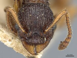 Myrmica lobulicornis H casent0904066.jpg