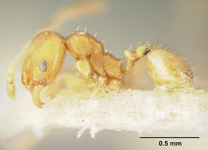 Pheidole bilimeki jtlc000014089 profile 1.jpg