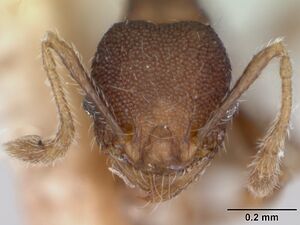 Pheidole recondita casent0173105 head 1.jpg