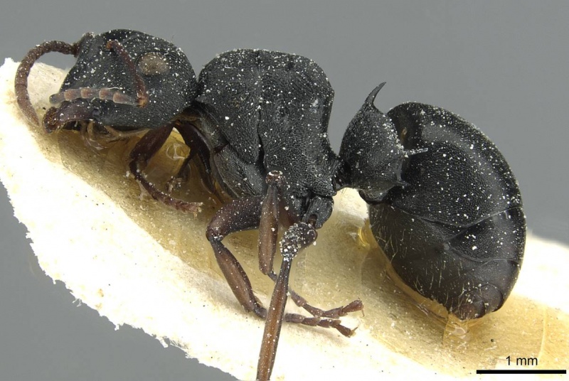 File:Polyrhachis limitis casent0912826 p 1 high.jpg