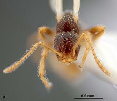 Teleutomyrmex seiferti F3a.jpg