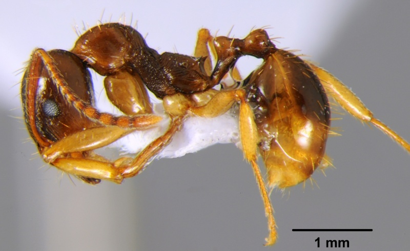 File:Aphaenogaster kurdica cfh000010 p 1 high.jpg