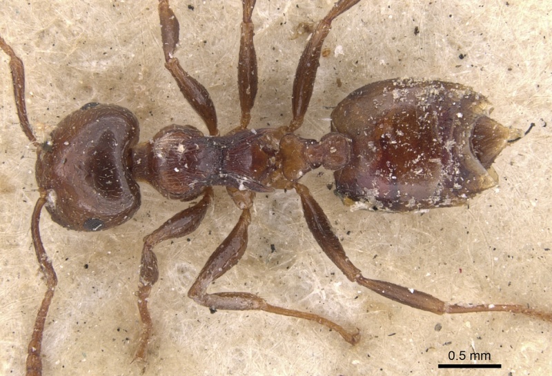 File:Crematogaster brunnea casent0901435 d 1 high.jpg