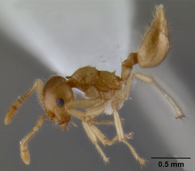 File:Crematogaster mpanjono casent0193889 p 1 high.jpg