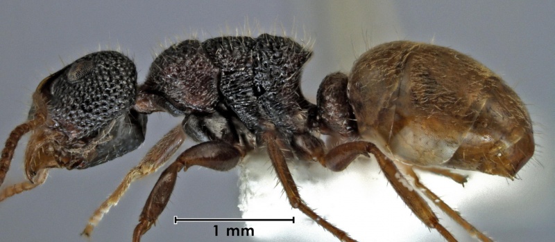 File:Dolichoderus turneri ANIC32-061285 side 25-Antwiki.jpg