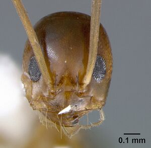 Dorymyrmex bossutus casent0105876 head 1.jpg