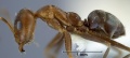 Iridomyrmex anceps ANIC32-014004 side 32-Antwiki.jpg