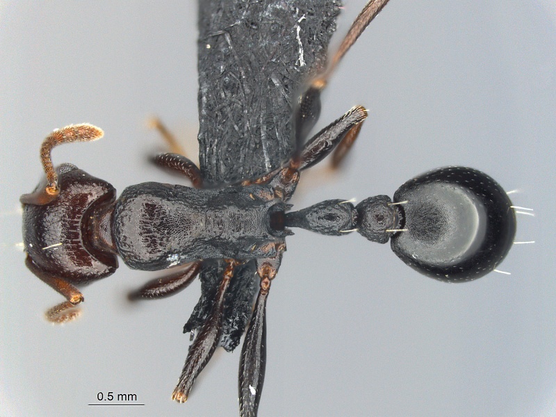 File:MCZ ENT Tetramorium mozsp1 had.jpg