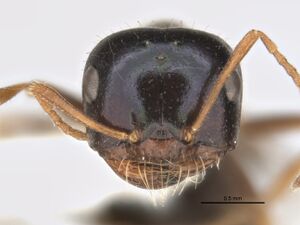 Melophorus caeruleoviolaceus small major head ANIC32-900182.jpg