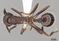 Myrmica hecate D casent0280837.jpg