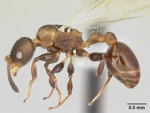 Nesomyrmex asper casent0173992 profile 1.jpg