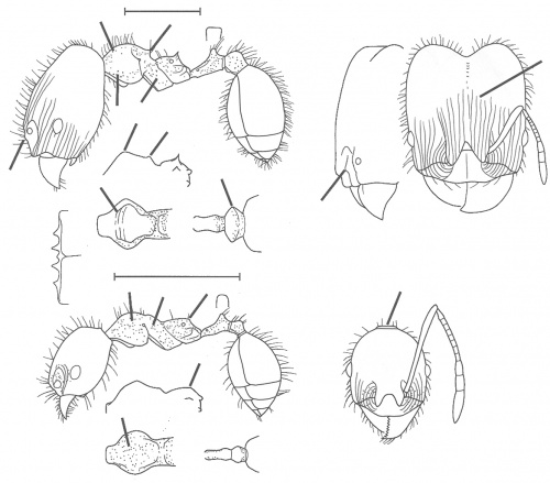 Pheidole cornicula Wilson 2003.jpg