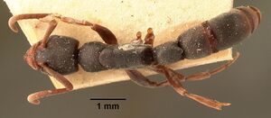 Platythyrea mocquerysi casent0101890 dorsal 1.jpg