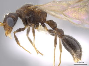 Romblonella longinoi male side (David General).jpg