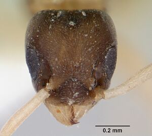 Tapinoma melanocephalum casent0173214 head 1.jpg