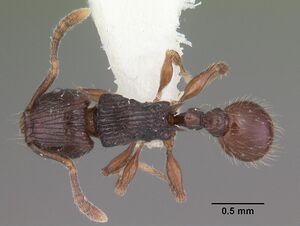 Tetramorium dysalum casent0102349 dorsal 1.jpg