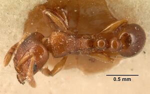 Tetramorium sikorae casent0101142 dorsal 1.jpg